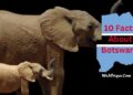 Facts About Botswana