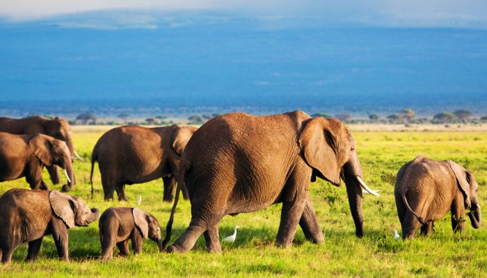 Safari in Amboseli, Kenya, Africa