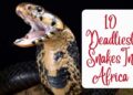 Deadliest Snakes In Africa