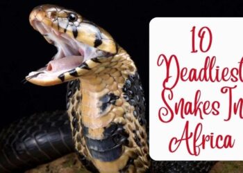 Deadliest Snakes In Africa