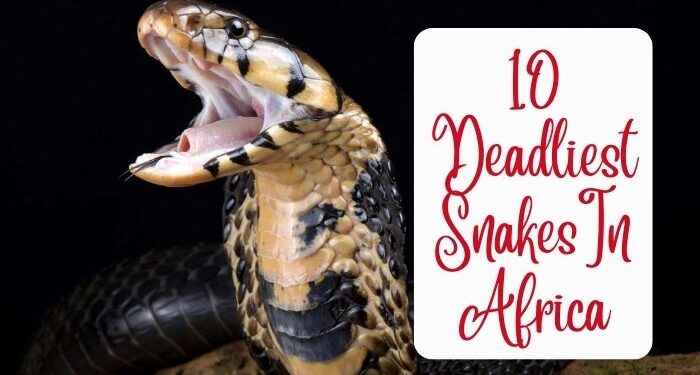Deadliest Snakes In Africa