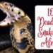 Deadliest Snakes In Africa