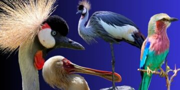 30 Beautiful African Birds