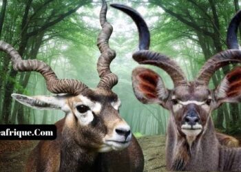 African Animals With Horns