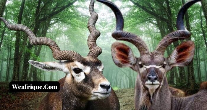 African Animals With Horns