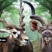 African Animals With Horns