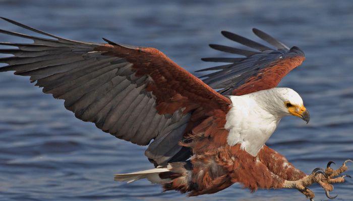 African Fish Eagle  