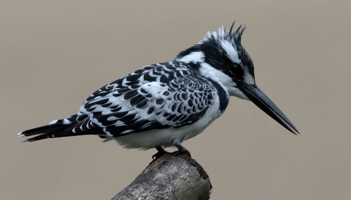 African Pied Kingfisher 