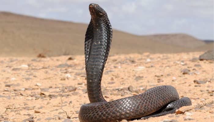 Egyptian Cobra (Naja haje)