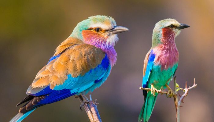 Lilac-breasted Roller 