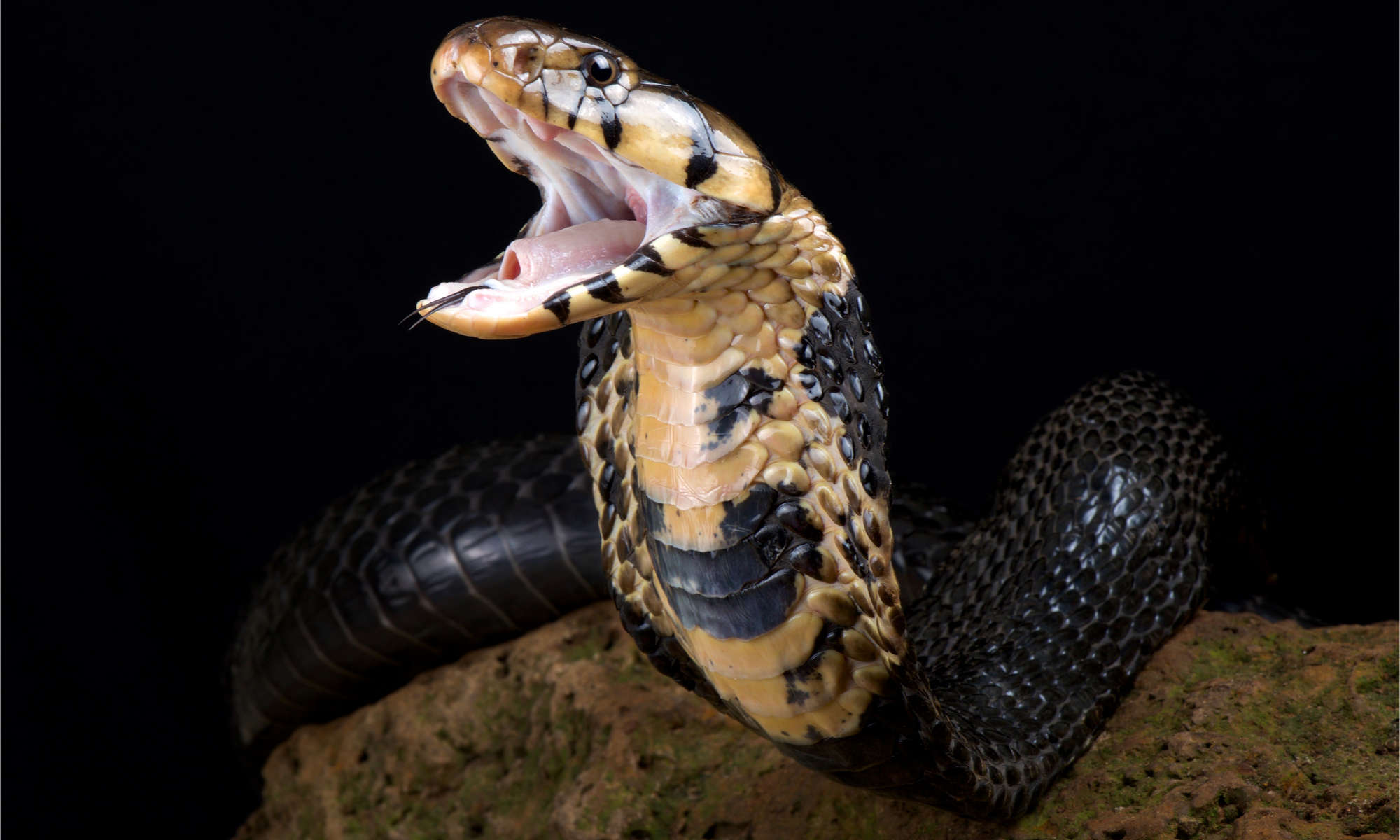 Forest Cobra (Naja-melanoleuca)