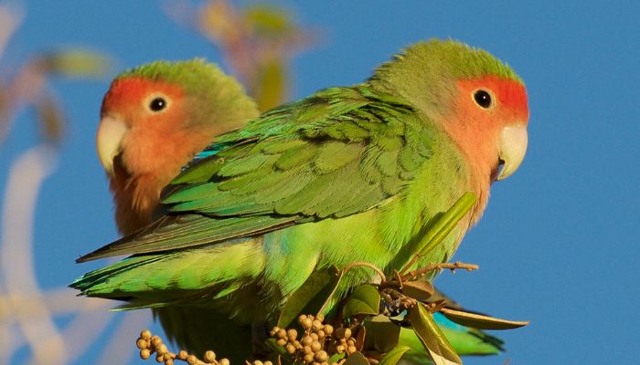 Rosy-Faced Lovebirds 