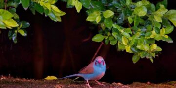 Birds Found Only in Africa