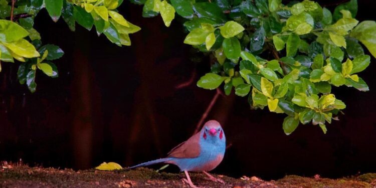 Birds Found Only in Africa